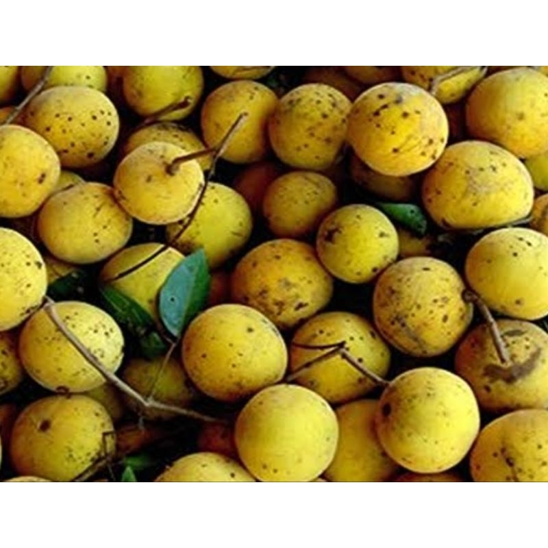 

BUAH KACAPI 1 KG 10.000