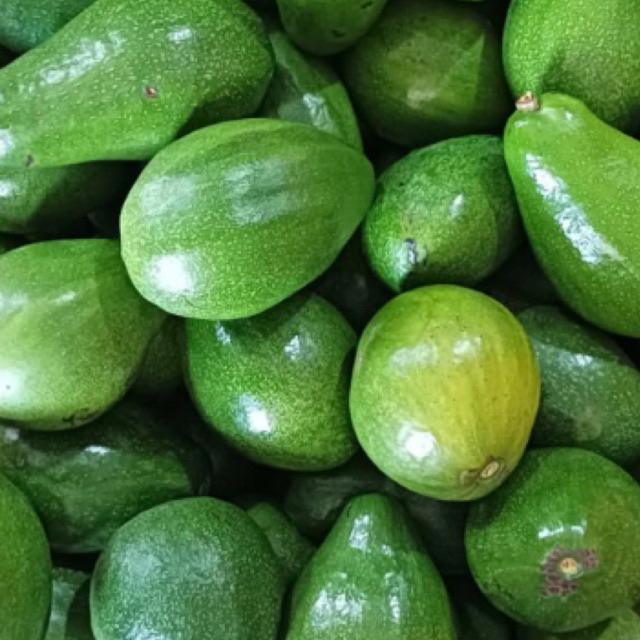 

Alpukad mentega super grade A 1kg isi 4 sampai 6
