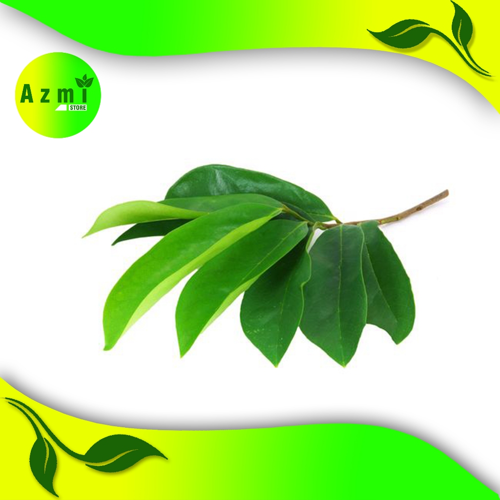 

terbaik 100 Lembar Daun Sirsak Segar