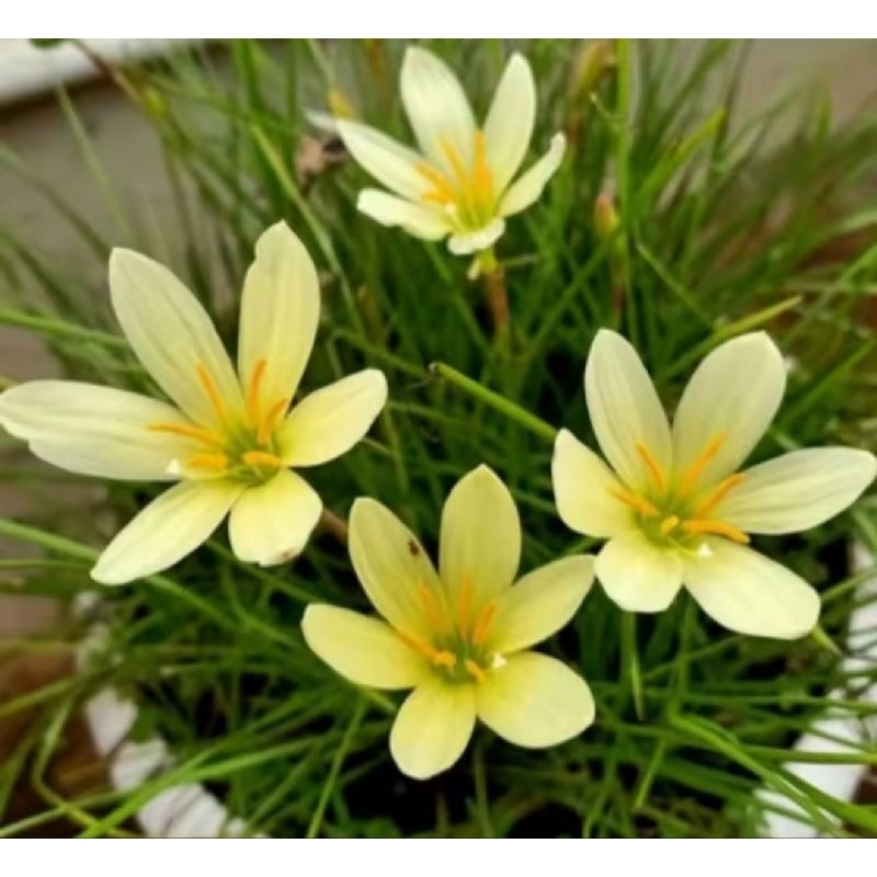 tanaman rain lily yelow umbi rain lili citrina lily hujan kuning tanaman rain lily yelow umbi rain l