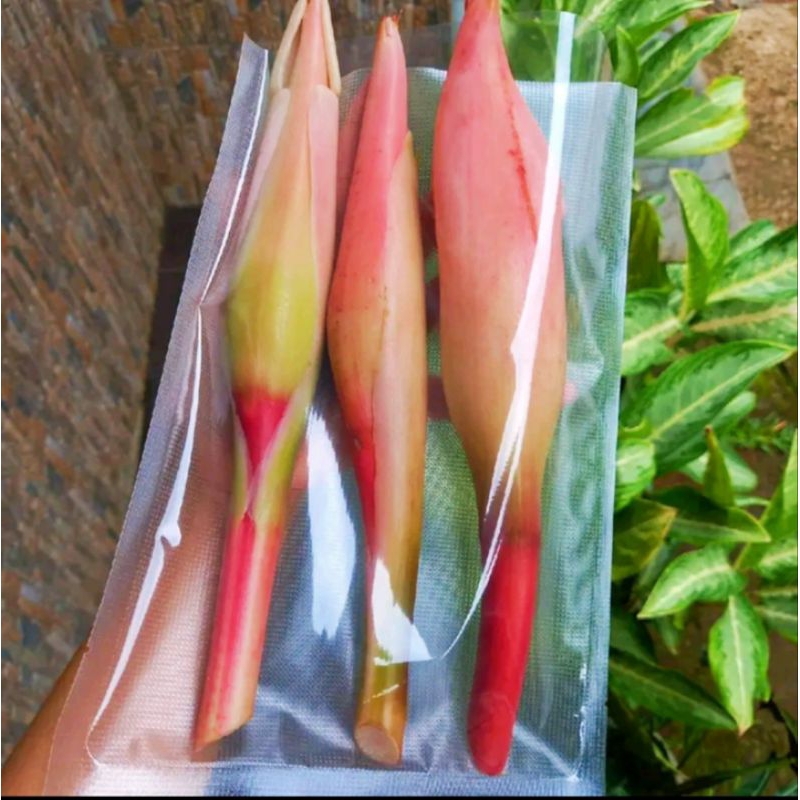 

KINCUNG/KECOMBRANG/HONJE/KEMBANG RIAS/KEMBANG KECOMBRANG