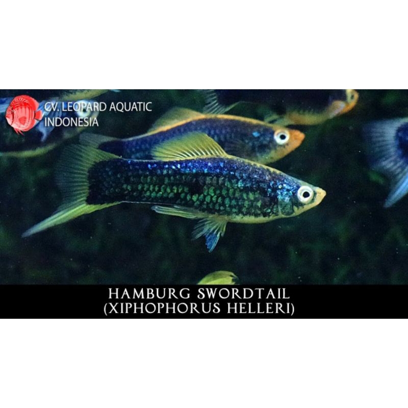 platy hamburg swordtail