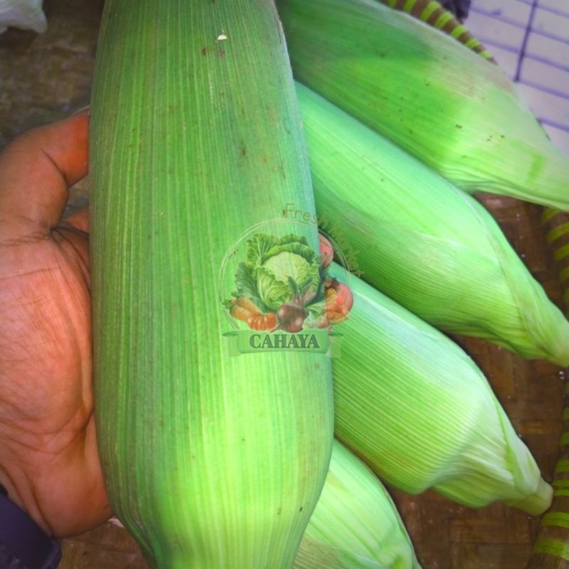 

Jagung | Jagung Manis | Jagung Manis Madu | Jagung Madu | Jagung Super