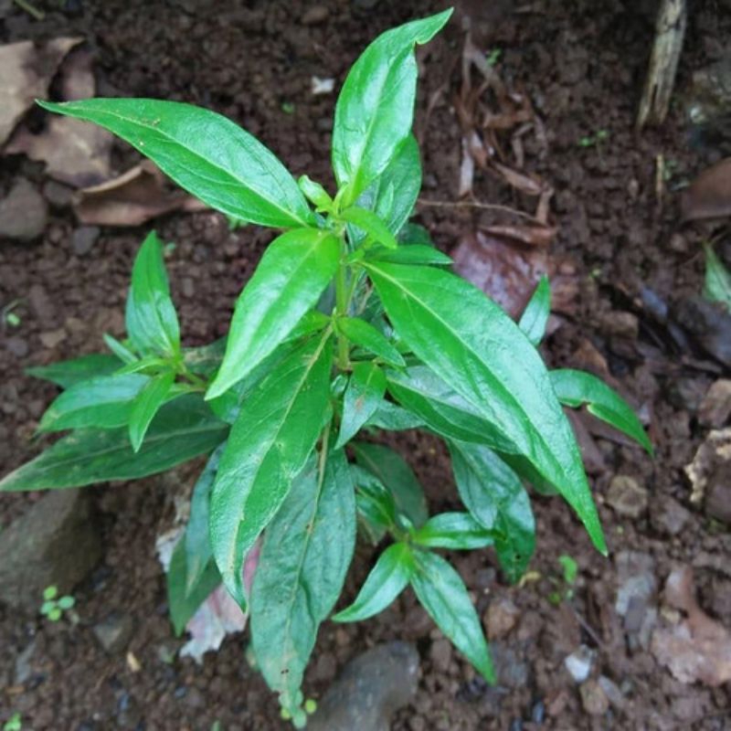 

Daun sambiloto segar , di petik langsung di hutan