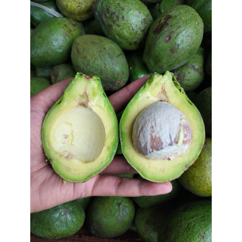 

Alpukat Kemampo Murah 1 kg