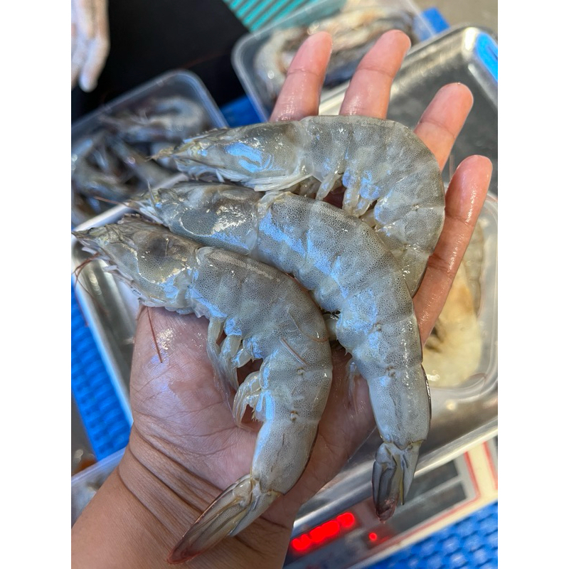 Udang Vaname Size 30-40 Udang segar