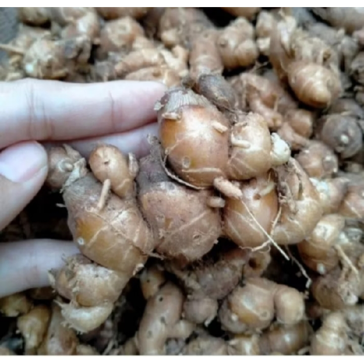 

KENCUR 5 KG MASIH FRESH