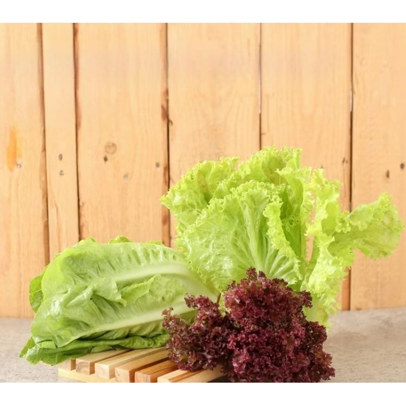 

3 Mix Lettuce ( Romaine , Lolorosa , Selada )