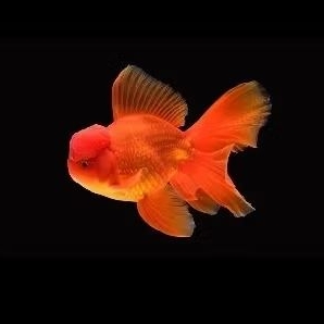 hiasan aquarium ikan mas koki oranda