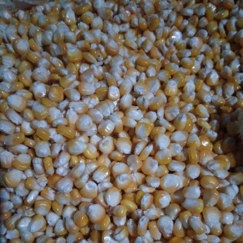 

jagung pipil kering besar