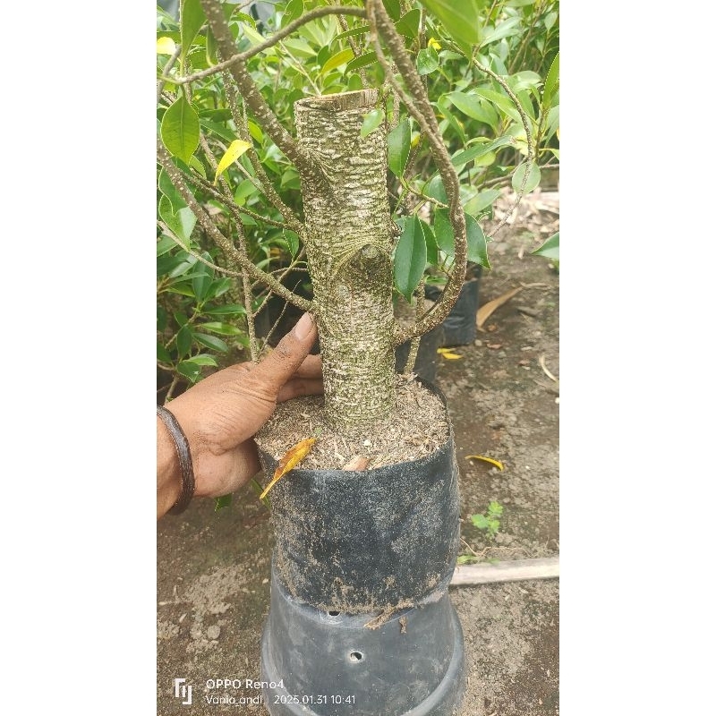 bibit rawatan ficus kimeng