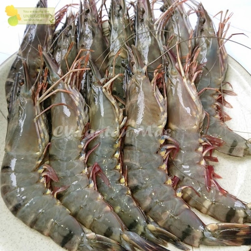 

Udang Tiger Udang Windu Udang Pancet Udang Segar 1Kg