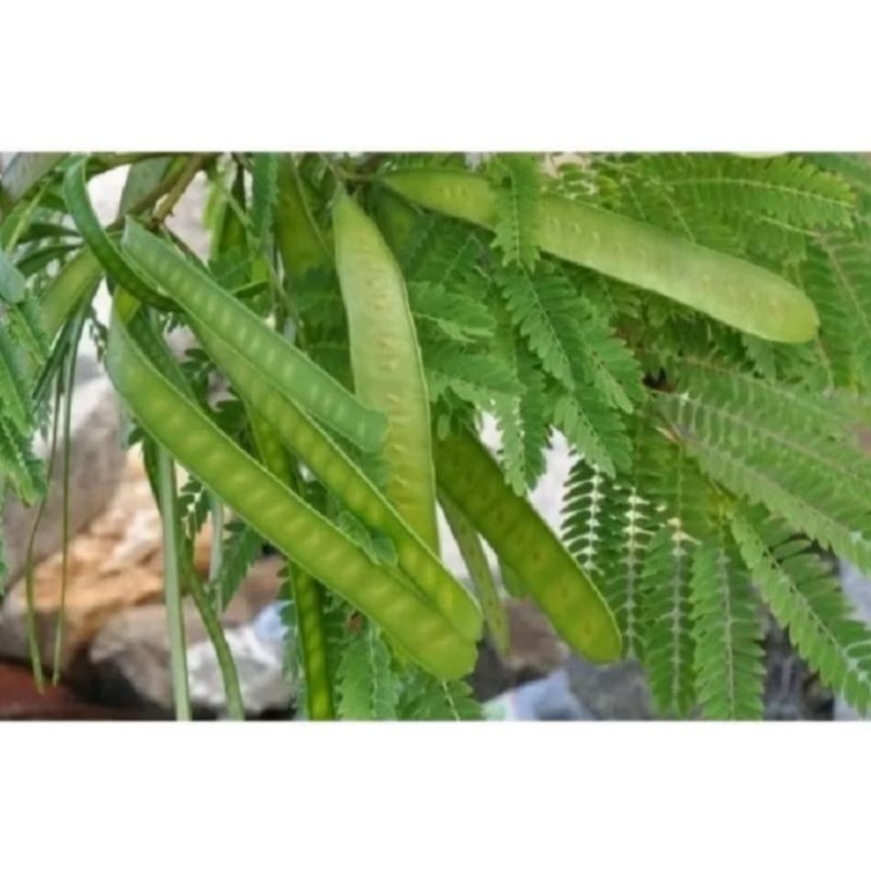 

200 gram Petai cina muda/pelending/malanding segar lalapan langka