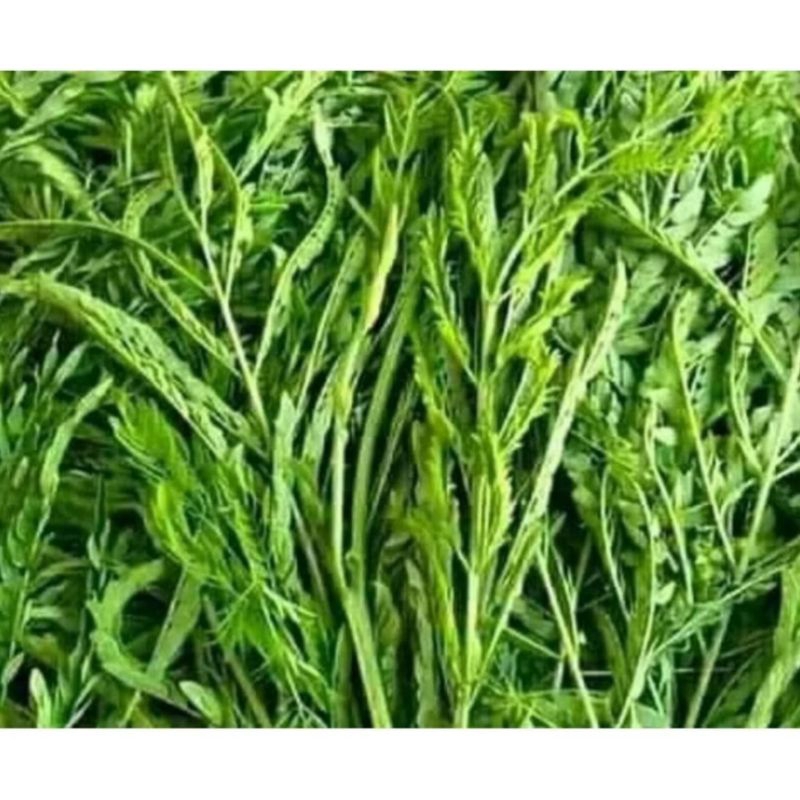 

daun petai cina muda lalapan segar 250gram