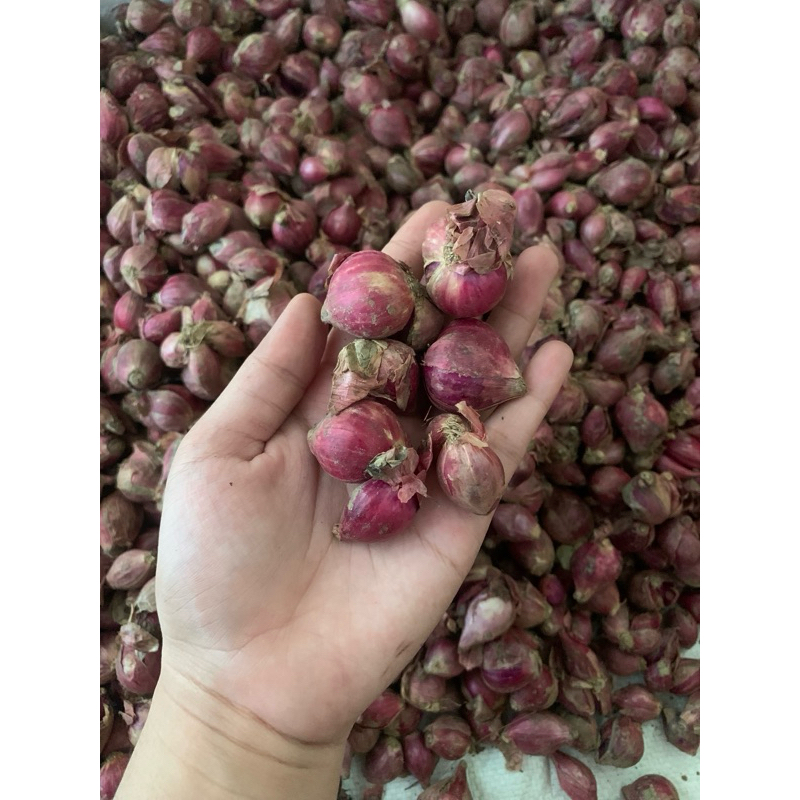 

Bawang merah tanggung