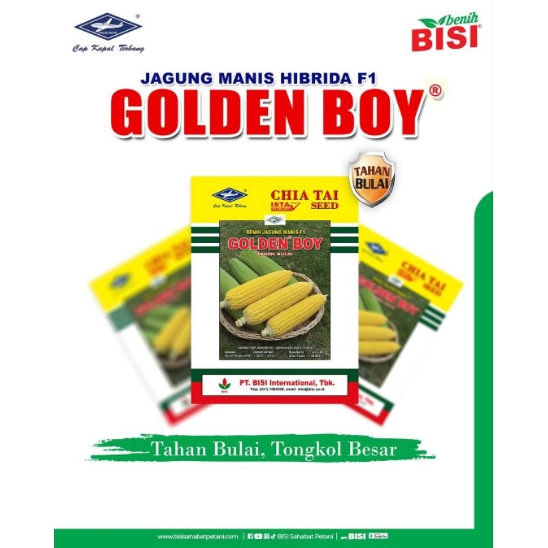

Jagung Manis Golden Boy