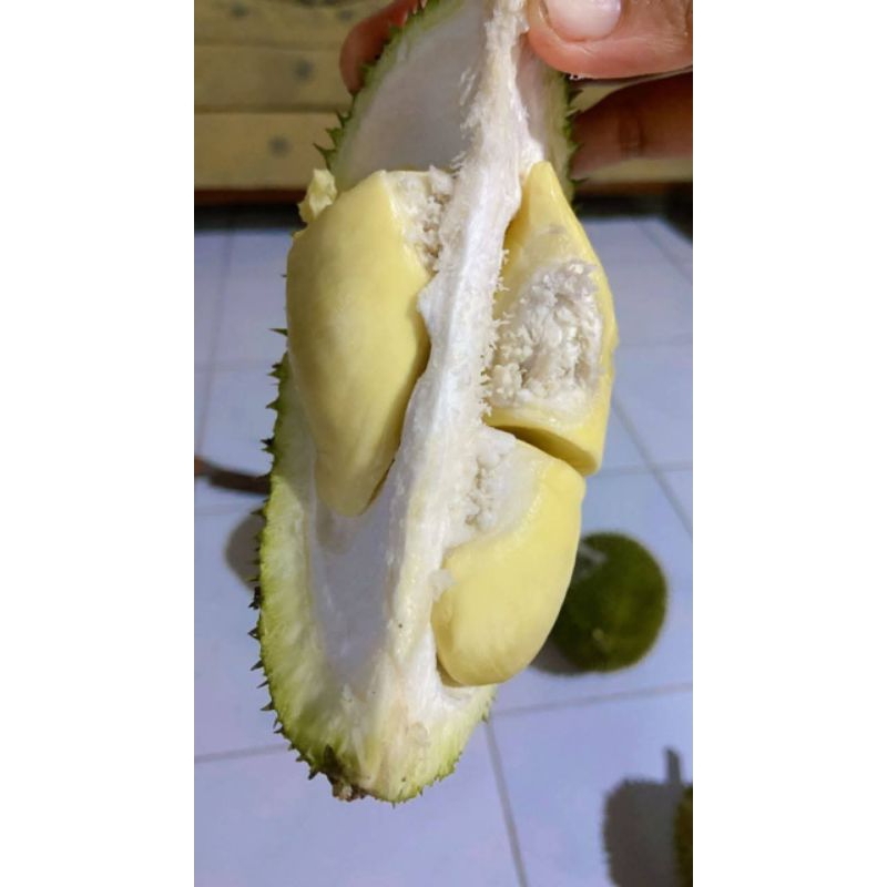 

Durian momol kolilo sendangcoyo