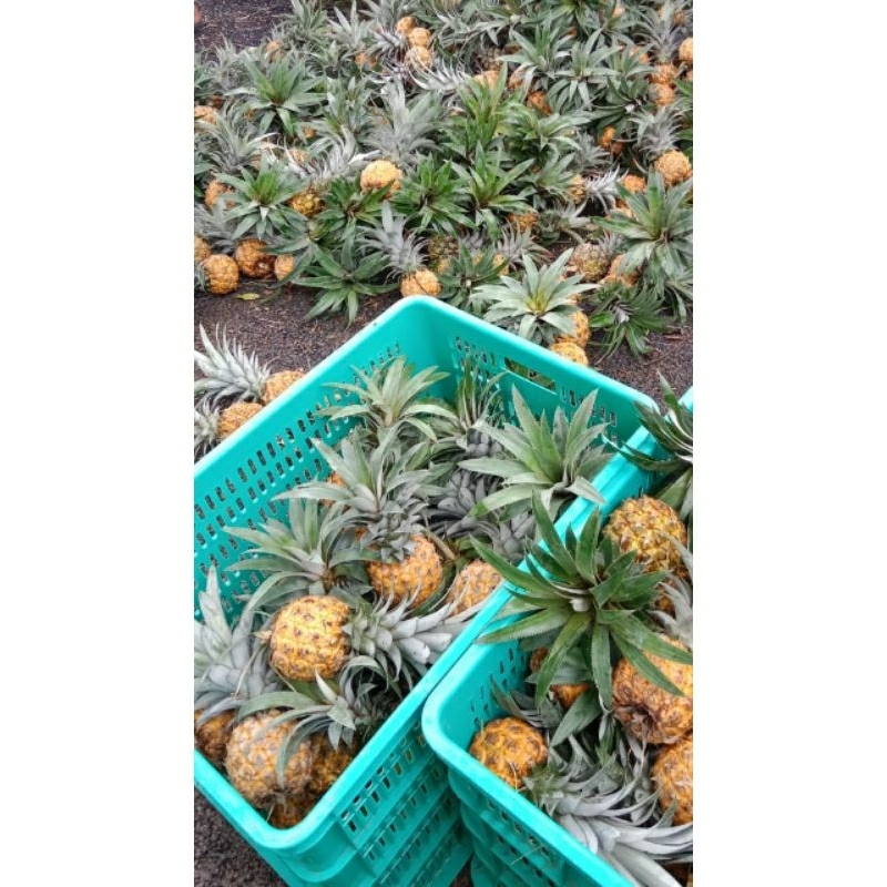 

paket nanas madu pemalang 50 pcs