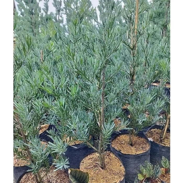 Tanaman Hias Lohansung Blue Ice Tinggi 80 - 100 Cm - Bahan Bonsai - Laohansung - Lohansung Blue Es