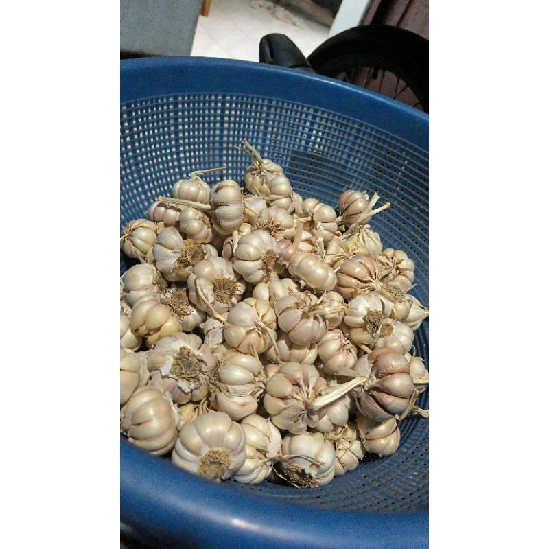 

bawang putih sinco/honan