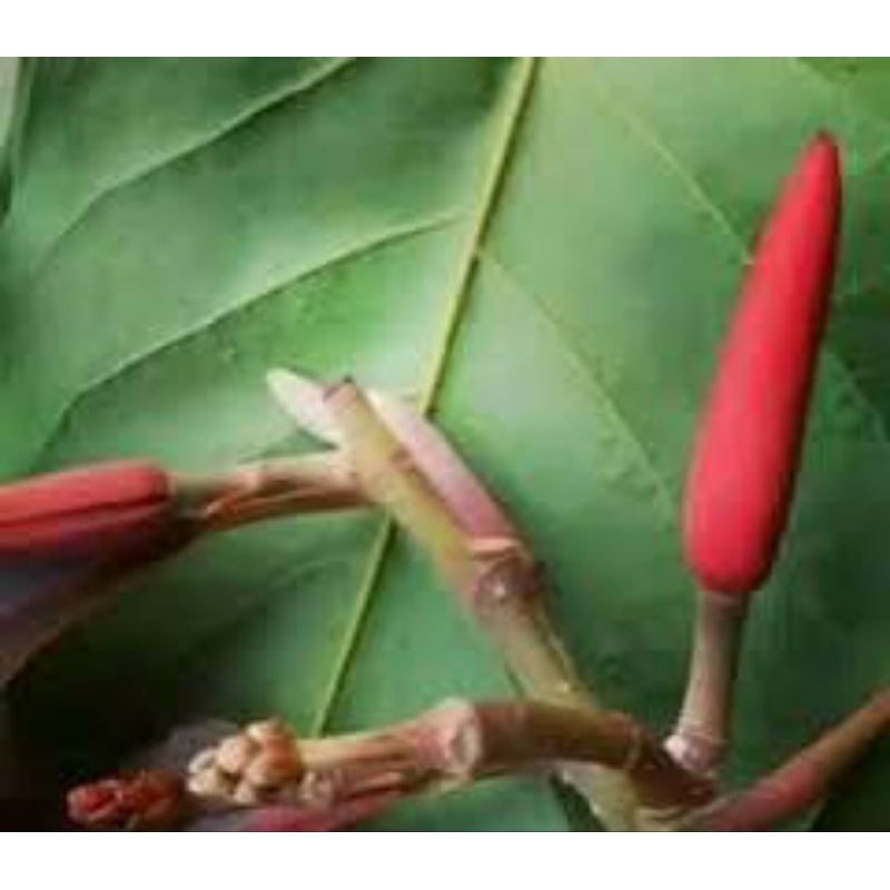 Tumbas Tani Bibit Kantil Merah Asli