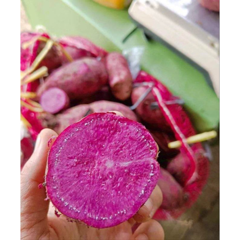 

UBI UNGU UBI JEPANG 1KG