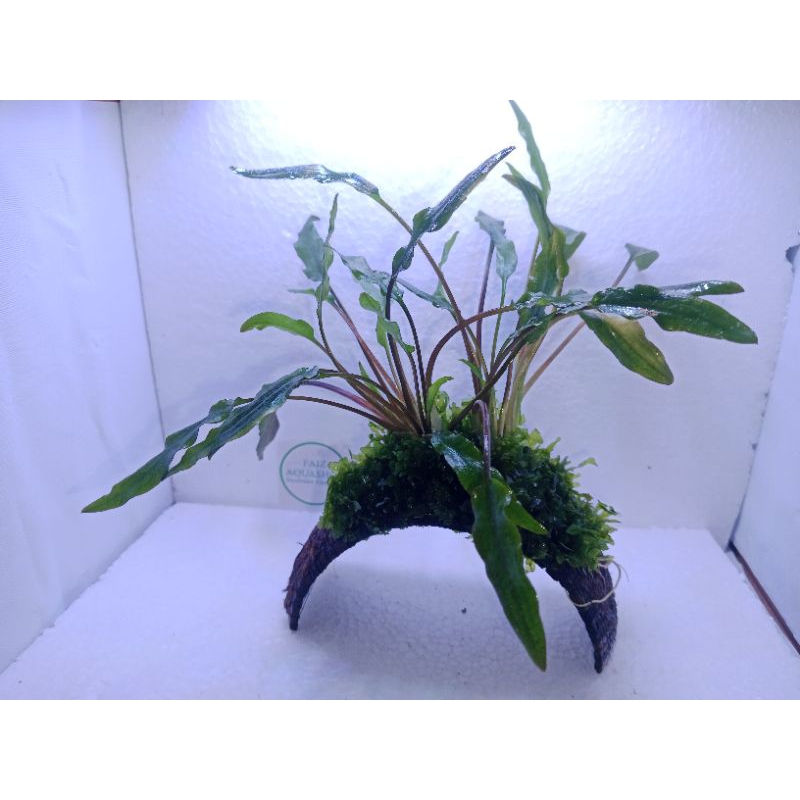 cryptocorine moss media trowongan tanaman aquascape low co2
