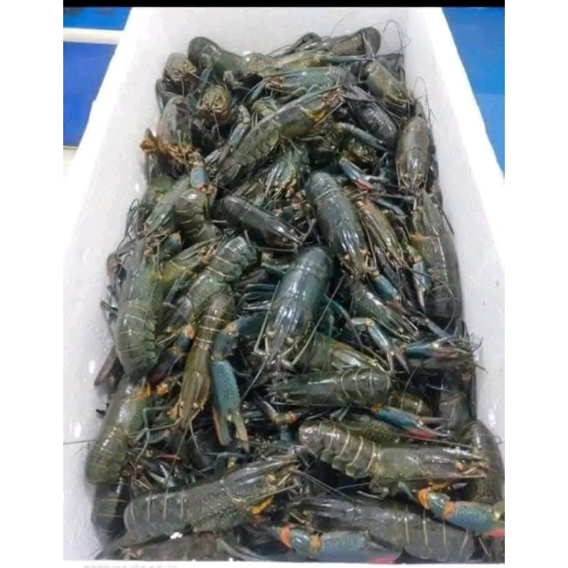 

Lobster 1 kg