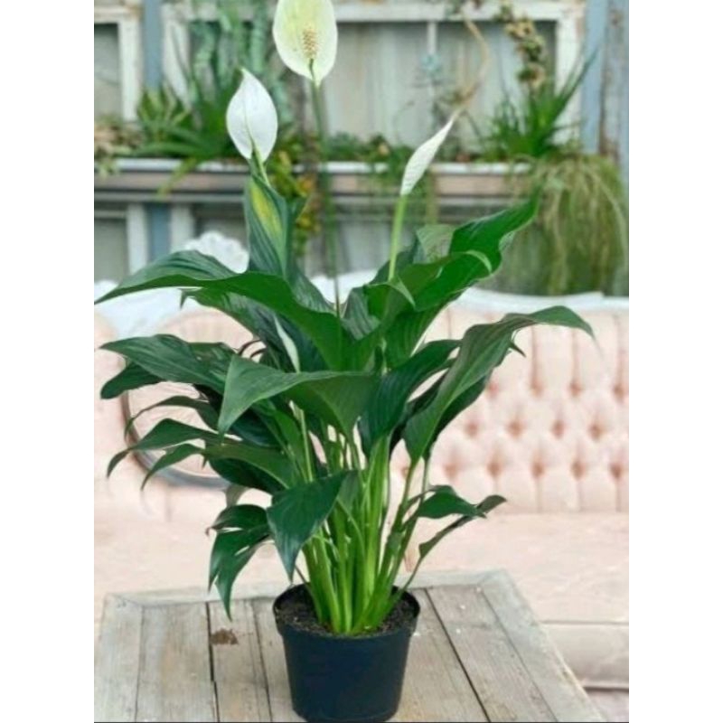 BungaLilyHidup-Lily#Lily