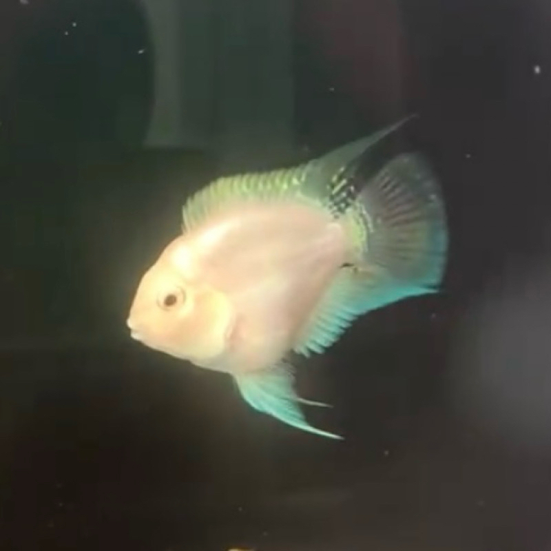 Indukan Ikan Blue/Platinum Polar Parrot (Proven)