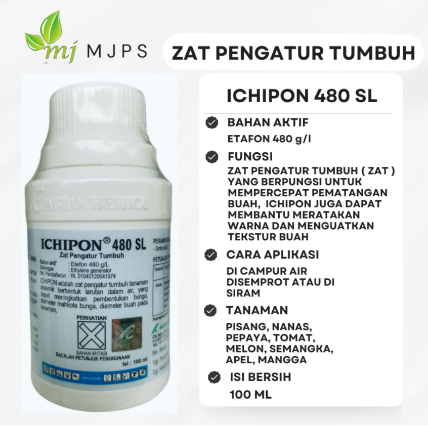 PEMASAK BUAH ICHIPON 480 SL PEMERCEPAT PEMATANG BUAH 100ML