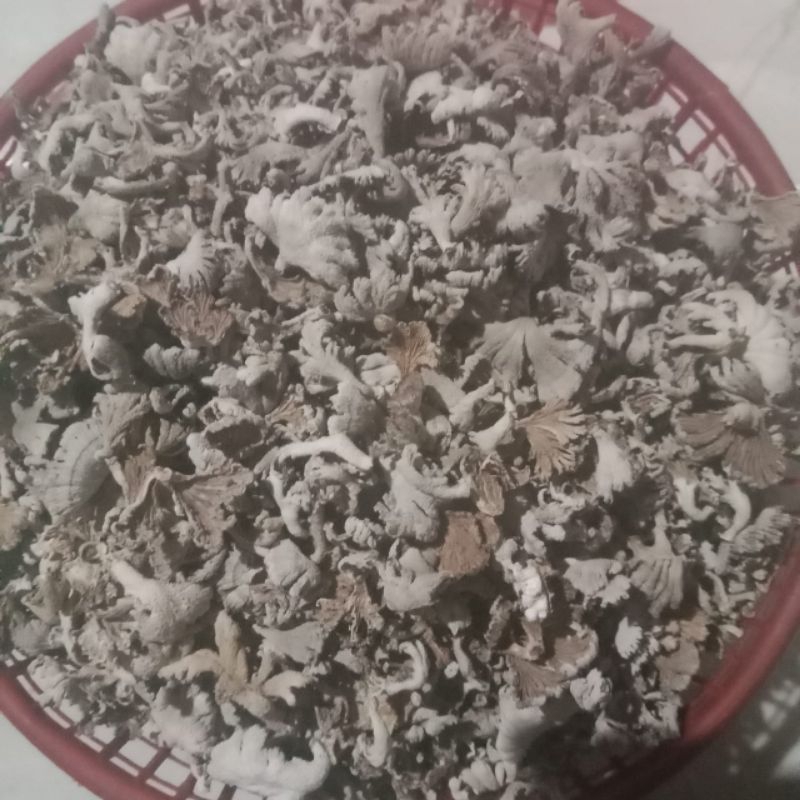 

jamur grigit sudah kering kaya manfaat