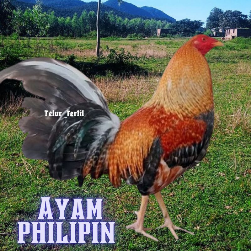 

telur ayam philipin asli AK47 bisa untuk di tetaskan