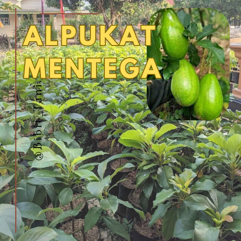 Bibit Alpukat Mentega, Alpukat mentega/aligator