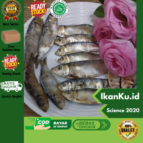 

Ikan Asin Tembang Sisik 250gram IkanKu.id