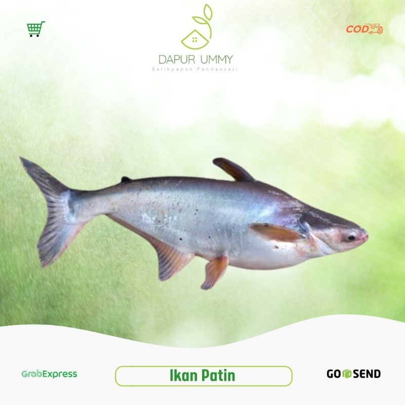 

PATIN | Ikan Patin Segar 1kg