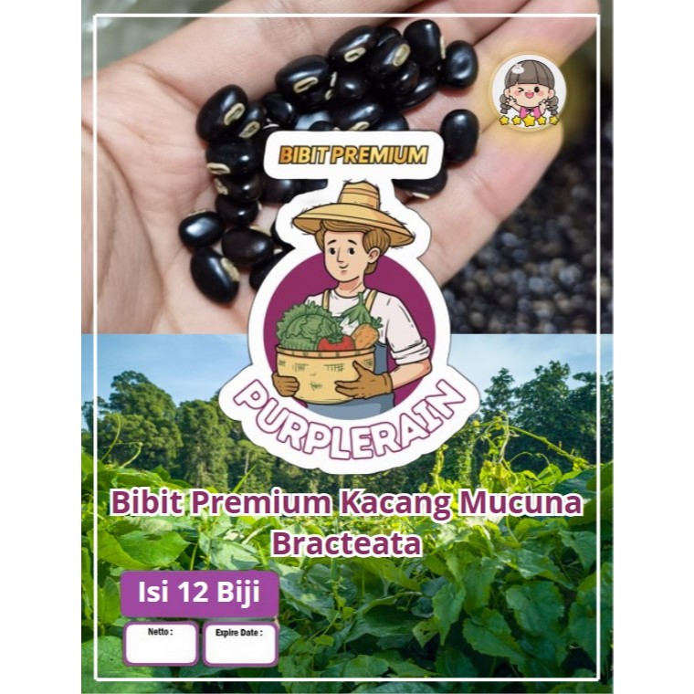 Bibit Premium Kacangan Mucuna Bracteata|Benih Kacangan Mucuna Bracteata|Mucuna
