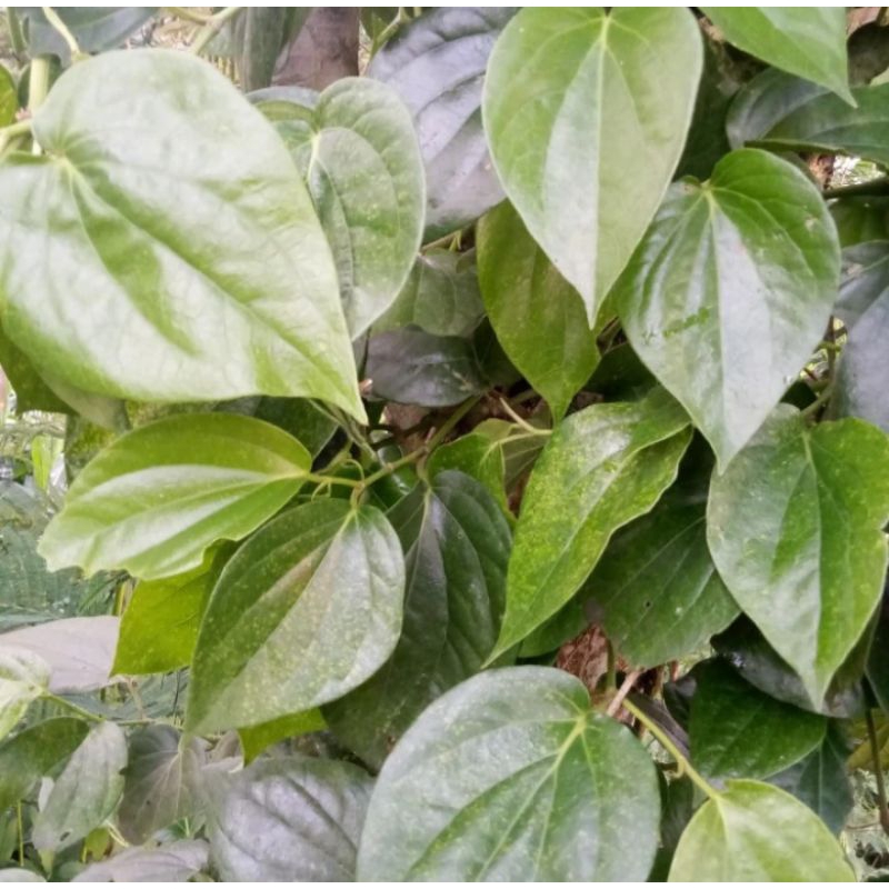 

Daun Sirih Hijau Segar 500gr