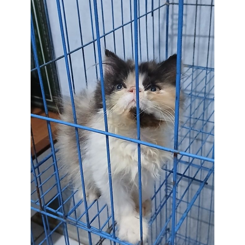 kucing peaknose ❤️ kitten peaknose ❤️ ANAKAN KUCING PERSIA PEAKNOSE ❤️