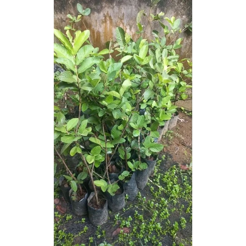 

jambu kristal putih sudah polybag