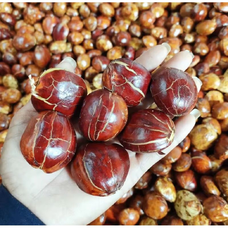 

jengkol tua 1 kg murah / jengkol tua fresh segar