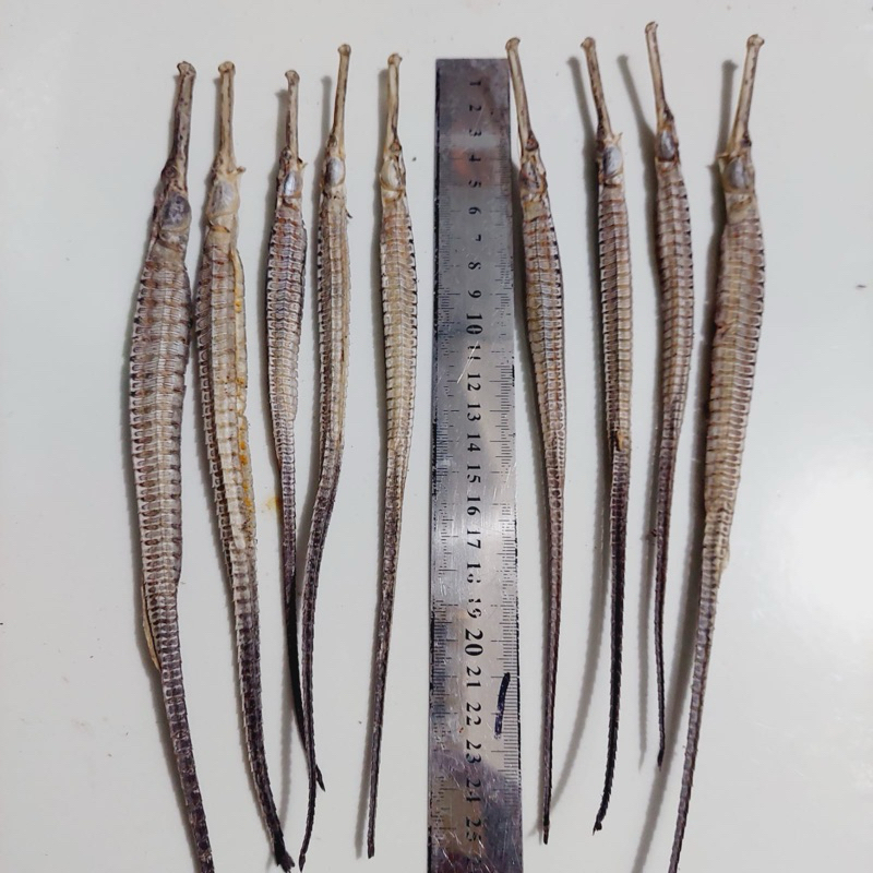 

Naga Laut Jumbo Panjang 20cm lebih
