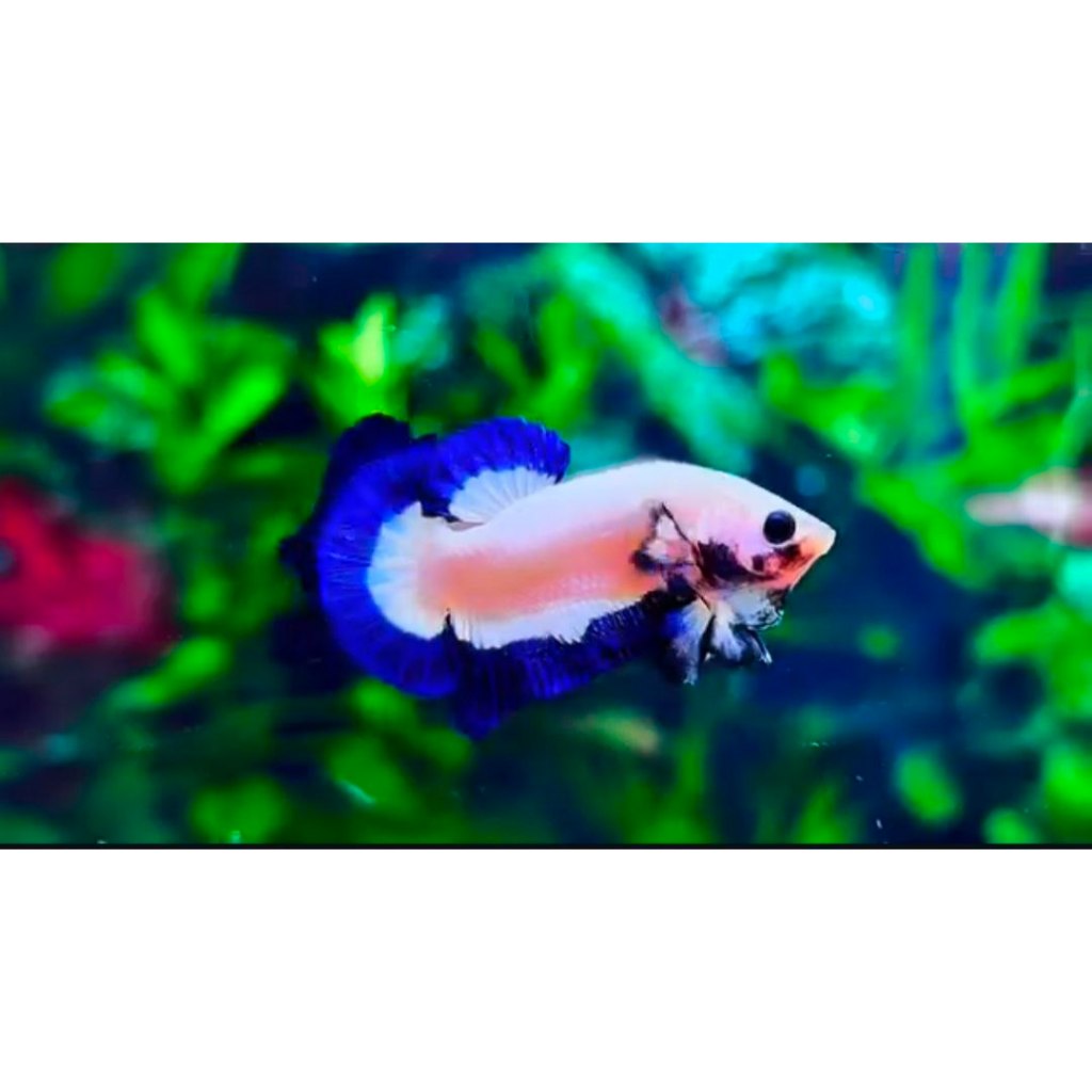 BLUE RIM-BLU RIM CLEAN ,BLUE RIM THAILAND