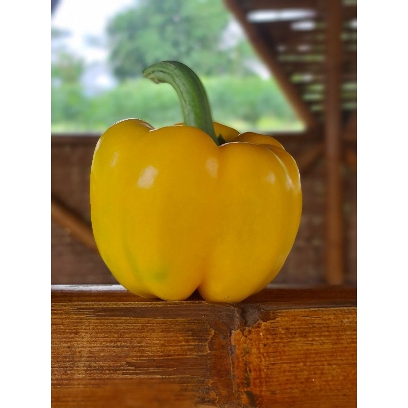 

Paprika Kuning segar