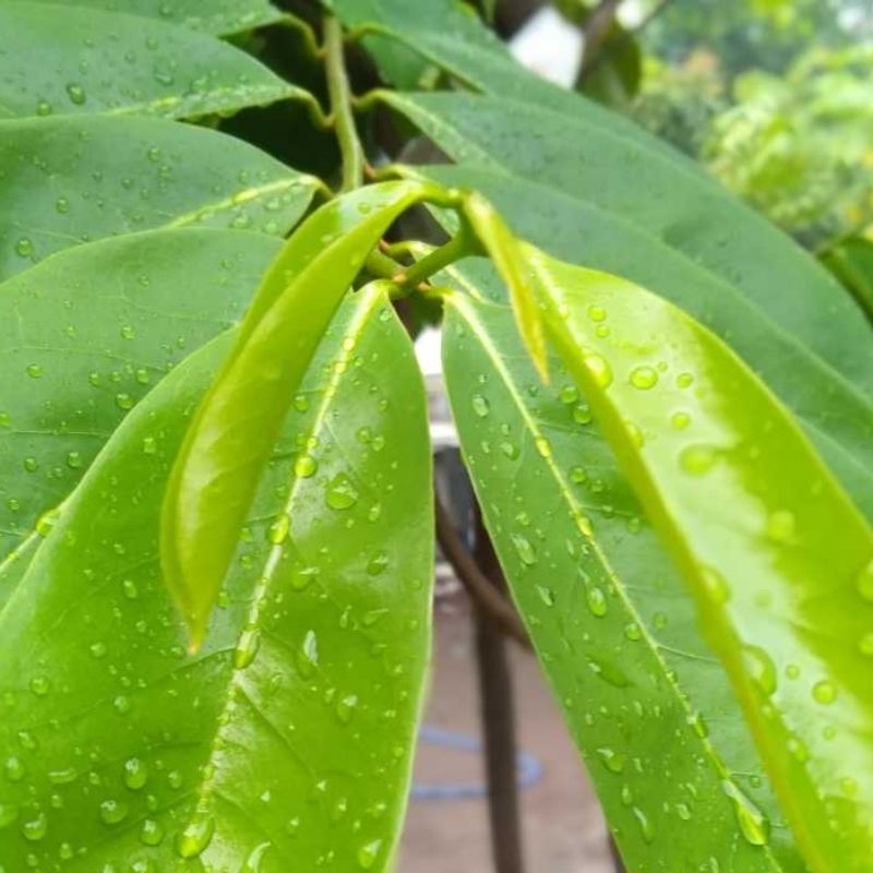 

100 lembar daun sirsak segar petik lansung