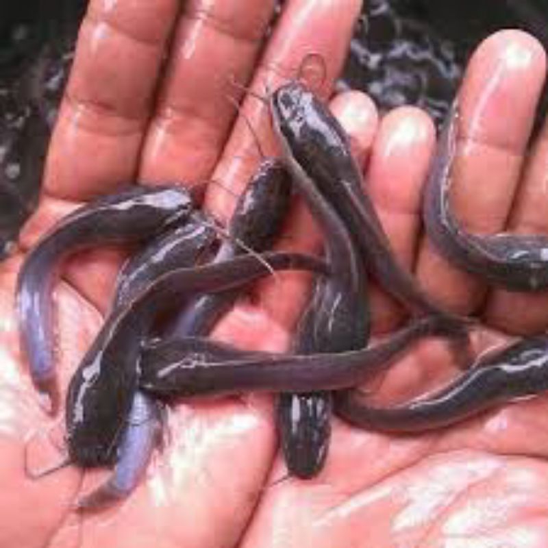 Bibit ikan lele ukuran 7-8 cm