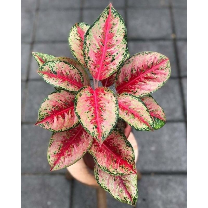 Aglaonema Sweet Dream