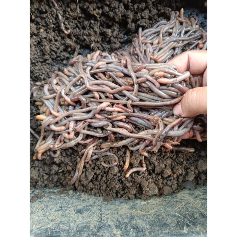 Umpan Mancing Galatama LELE 100 gram Cacing Baret Merah