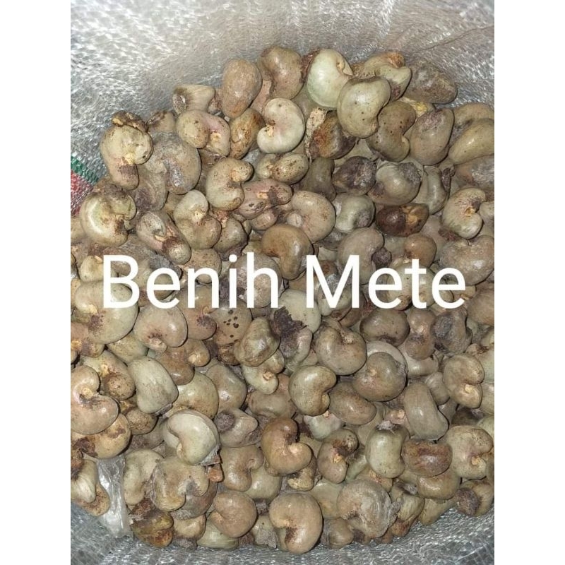 

bibit biji mete / mede super 1 kg