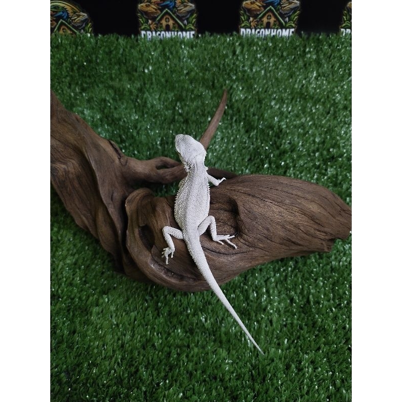 mainan bearded dragon hypo zero